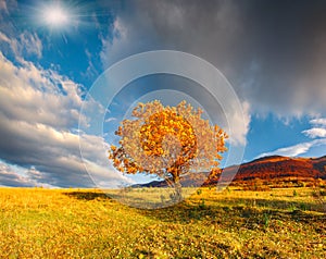 Lonely autumn tree against dramatic sky in mountains