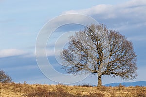 Lonely autumn tree on Carpathian mountain hill