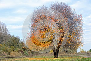 Lonely autumn tree