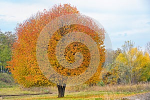 Lonely autumn tree