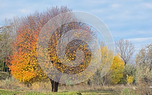 Lonely autumn tree
