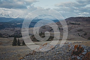 Lonely autumn tree on evening Altai mountainside