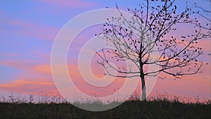 Lonely autumn tree in a field, silhouette on sunset, nature background