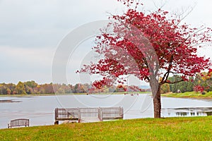 Lonely autumn tree near lake on overcast day.