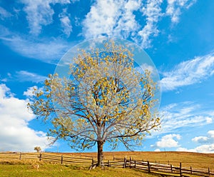 Lonely autumn tree on sky background.