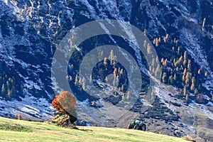 Lonely autumn tree and tractor after haymaking in the highlands of Seiser Alm plateau