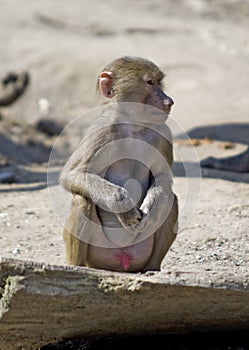 Lonely baboon