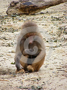 Lonely baboon
