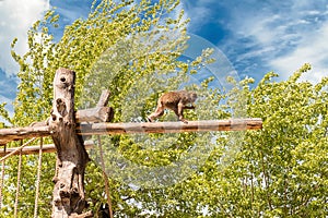 Lonely baboon walking on a trunk at the zoo