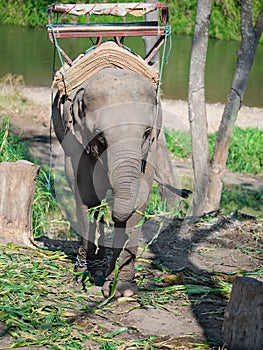 Lonely baby elephant standing around the stump chained in a chain and keep in the trunk of bamboo