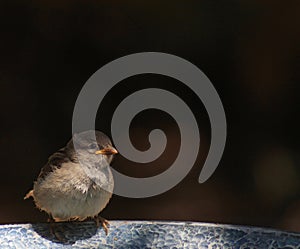 Lonely- baby sparrow