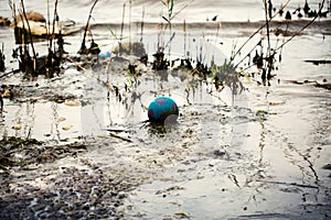 Lonely ball in the reeds, Lake Garda