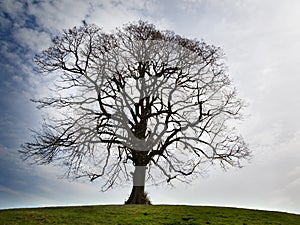 A lonely bare tree