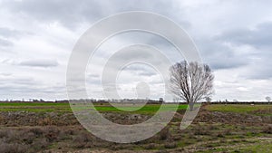 Lonely bare tree on a farm field