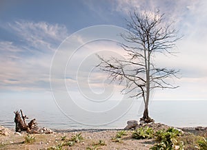 Lonely bare tree without leaves on the seashore with a effect sky landscape in the style of minimalism