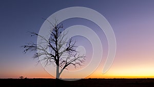 Lonely bare tree silhouette at dusk