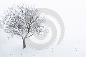 Bare tree in a winter scenery