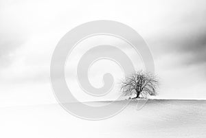 Lonely bare tree on a snowy field in winter against an overcast sky, black and white photo, generous copy space