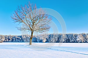 Solitario desnudo un árbol en nevado prado más cercano Bosque 