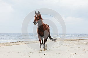 Lonely bay horse trotting on the beach by the sea.