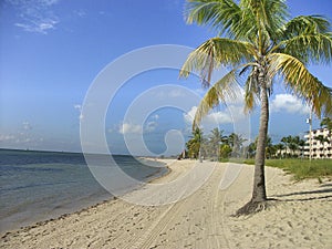 lonely beach with palm in front