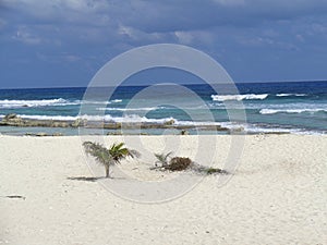 a lonely beach with waves and palm