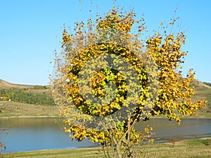 Lonely beautiful autumn tree. Autumn Landscape.