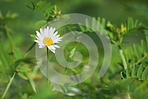 Lonely beautiful fresh white chamomile flower among the blurred green grass