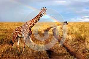 A lonely beautiful giraffe in the hot African savanna against the blue sky with a rainbow. Serengeti National Park.