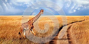 A lonely beautiful giraffe in the hot African savanna against the blue sky with a rainbow. Serengeti National Park. Tanzania.