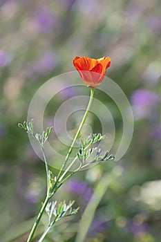 Lonely beautiful insolated red california poppy on the blurred multicolored floral background