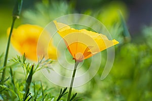 Lonely beautiful insolated yellow - orange california poppy flower