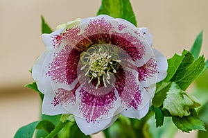 Lonely Beautiful Lenten rose or Helleborus orientalis