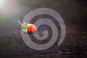 Lonely beautiful, red wild strawberry on a blurry dark background. Forest, abstract background with a sunbeam