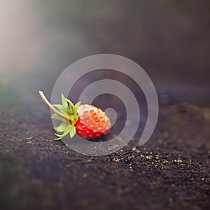 Lonely beautiful, red wild strawberry on a blurry dark background. Forest, abstract background with a sunbeam