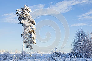 Lonely beautiful snow tree. Russian spruce in cold winter