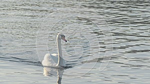 The lonely beautiful white swan is swimming in winter river. Wintering swan in the city river. Ornitology concepts.