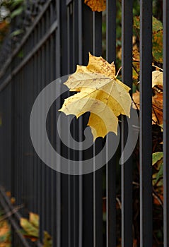 Lonely beautiful yellow maple leaf on a black metal fence