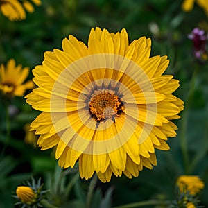 Lonely beauty vibrant yellow flower graces the garden landscape photo