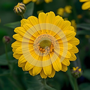 Lonely beauty vibrant yellow flower graces the garden landscape photo