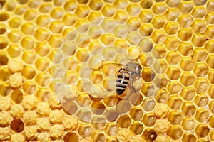Lonely bee sitting on honeycomb, close-up