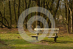 Lonely bench on the forest edge