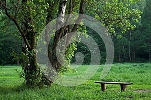 Lonely bench in morning park