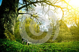 Lonely bench in the park at sunny summer day.