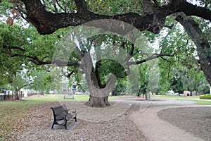 Lonely bench under a tree