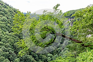 Lonely bent hazel tree Corylus hanging over a precipice of Okatse Canyon, Georgia