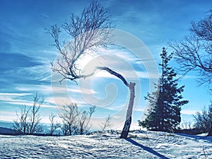 Lonely bent tree after many winter blizzards