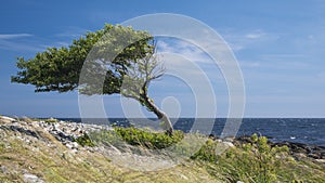 Lonely bent tree by the sea coast