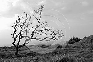 Lonely bent tree in the wind