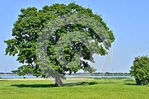 Lonely big tree in green field on a background clear sky